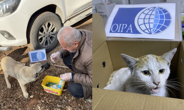 A THREE-MONTH INITIATIVE FOR EDUCATION, AWARENESS, AND VETERINARY CARE IN KURDISTAN