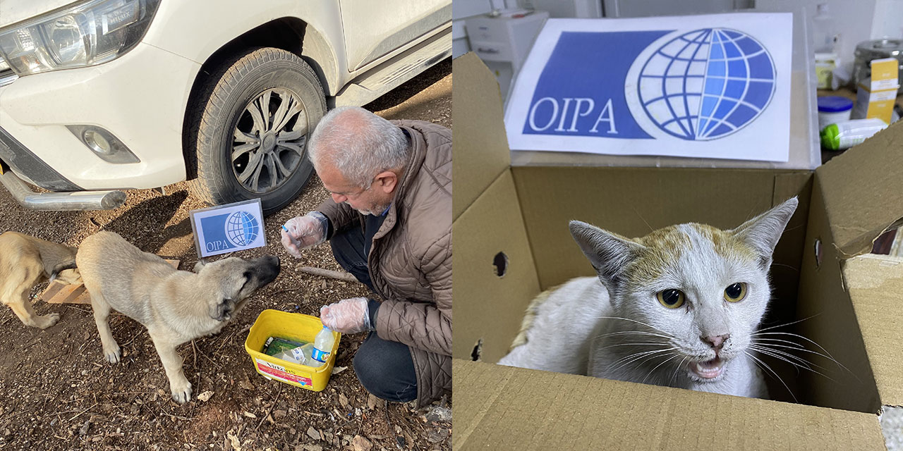 A THREE-MONTH INITIATIVE FOR EDUCATION, AWARENESS, AND VETERINARY CARE IN KURDISTAN