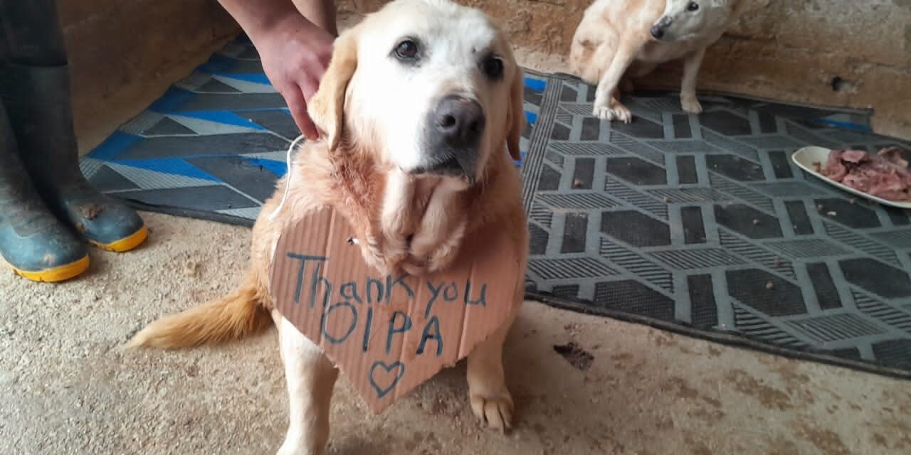 Almost 300 kg of dog food for a shelter in Syria, OIPA’s gift for STAR – Syrian Team for Animal Rescue