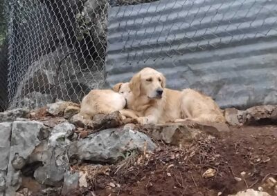 help dogs lebanon