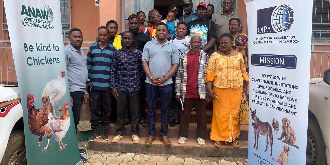 OIPA Cameroon main activities: campaigns in defense of donkeys will continue into 2025