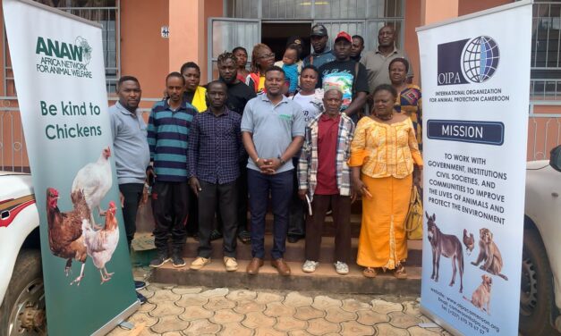 OIPA Cameroon main activities: campaigns in defense of donkeys will continue into 2025