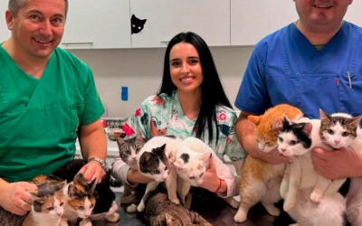 Donations of an amazing volunteer of WagWag: let’s help stray cats in Bosnia and Herzegovina