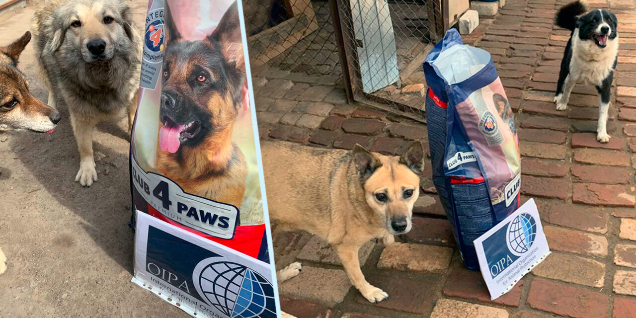 210 kg of dogs’ food for Gorod Cobak: our help for animals in Ukraine