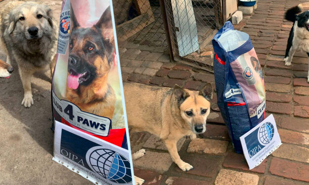 210 kg of dogs’ food for Gorod Cobak: our help for animals in Ukraine