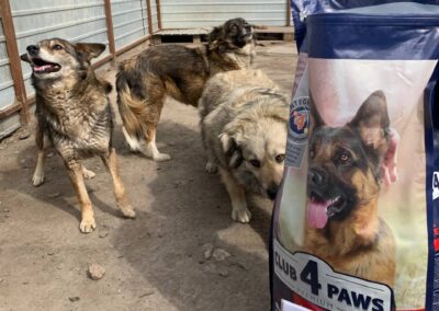 help for ukraine dogs