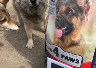 help for ukraine dogs