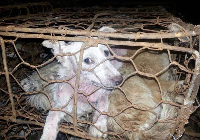 Yulin Festival