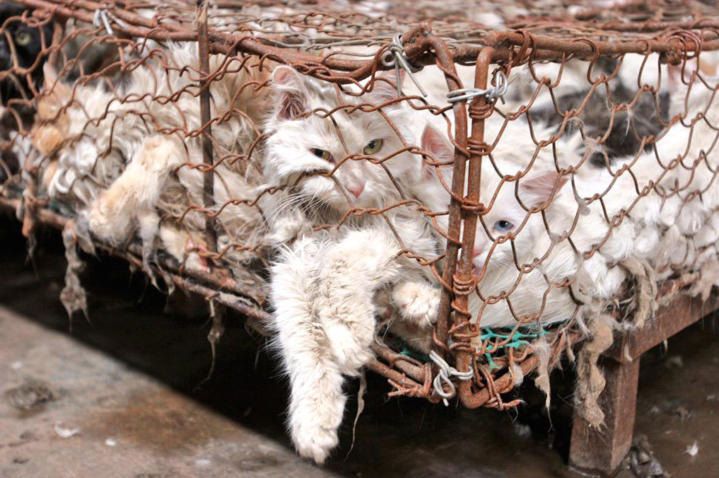 yulin festival