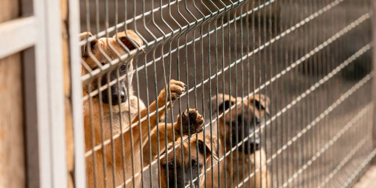 South Korea’s dog meat ban: OIPA calls for transparency over the fate of thousands of dogs