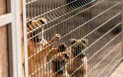 South Korea’s dog meat ban: OIPA calls for transparency over the fate of thousands of dogs