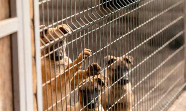 South Korea’s dog meat ban: OIPA calls for transparency over the fate of thousands of dogs