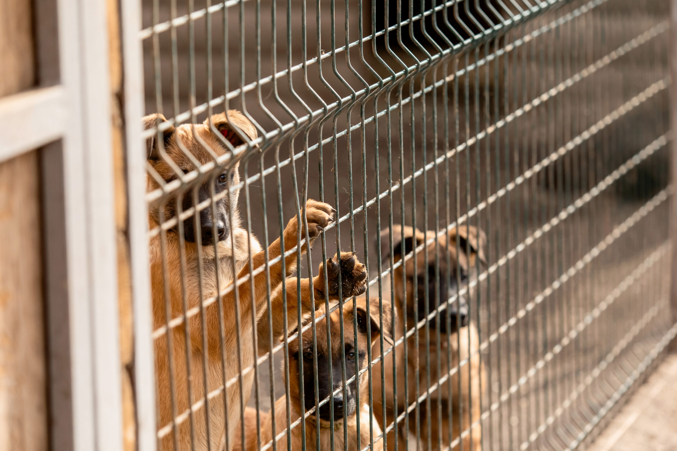 Yulin Festival