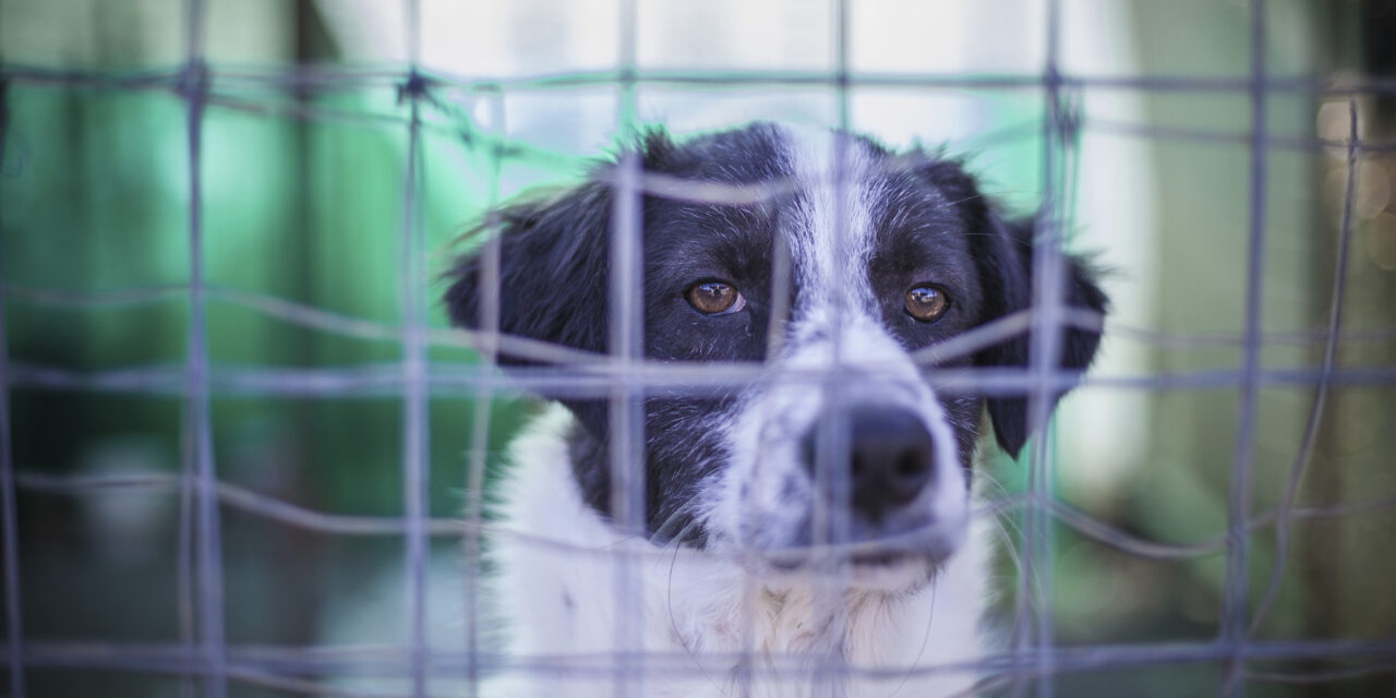 Yulin Festival, let’s stop the dog and cat meat trade: send your letter of protest to the Chinese government!