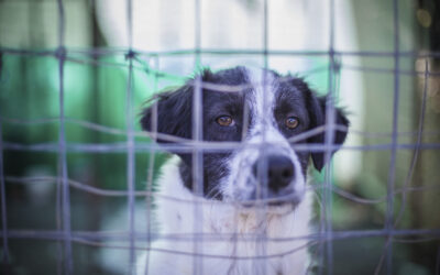 Yulin Festival, let’s stop the dog and cat meat trade: send your letter of protest to the Chinese government!