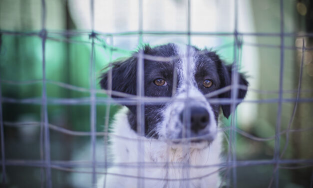 Yulin Festival, let’s stop the dog and cat meat trade: send your letter of protest to the Chinese government!