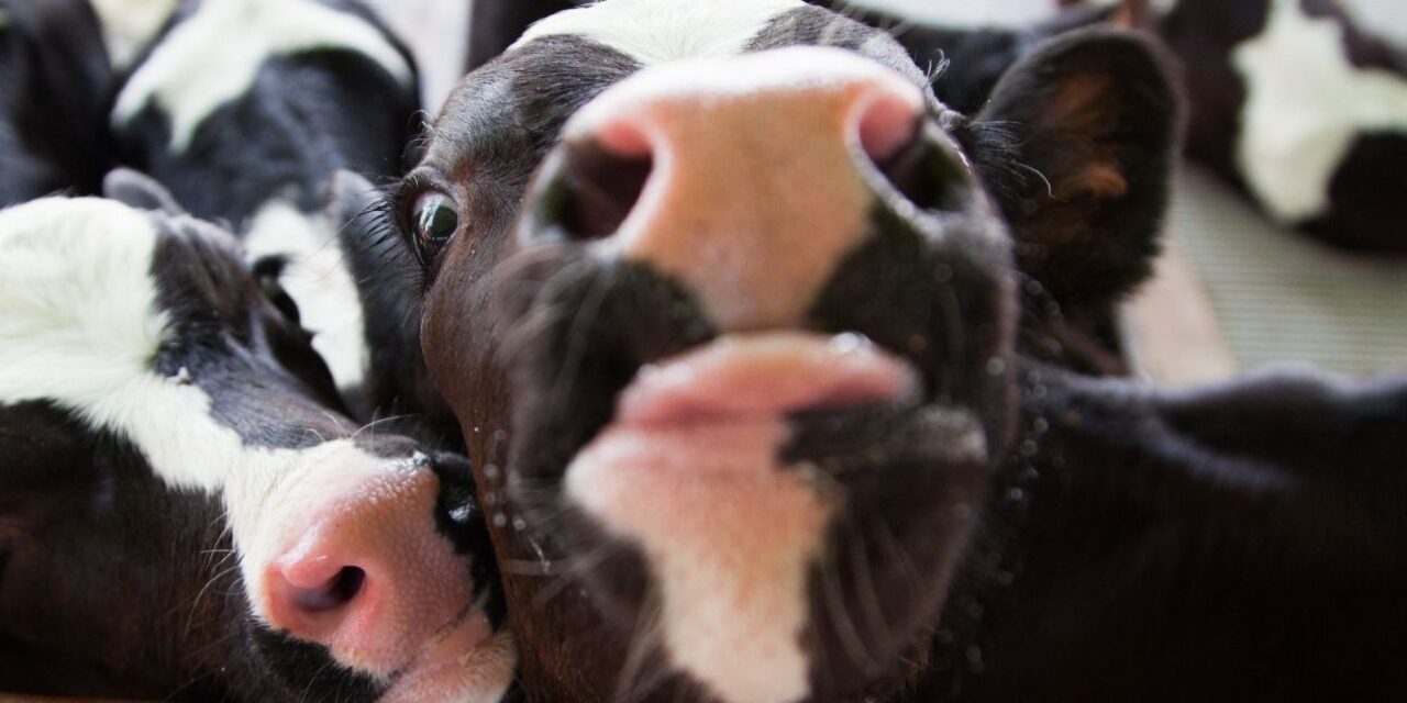 Ban Live Exports International Awareness Day, Global appeal to end the suffering of farm animals during long sea voyages