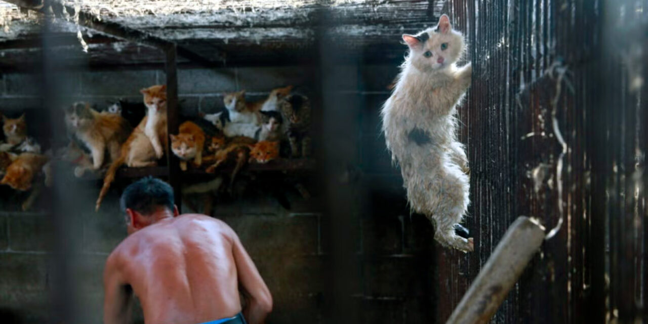 Not only Yulin, cats and dogs in China are used to supply the fur market