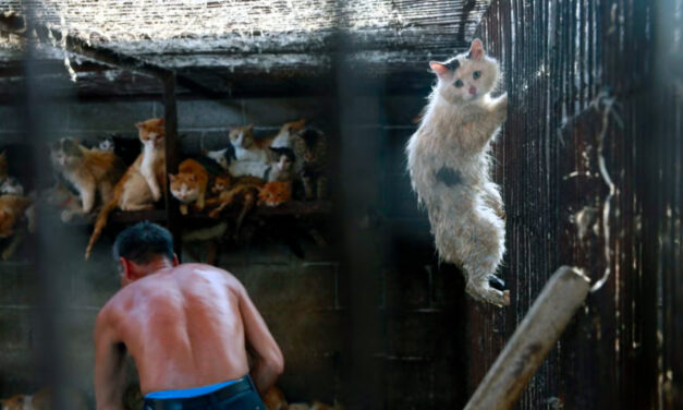 Not only Yulin, cats and dogs in China are used to supply the fur market