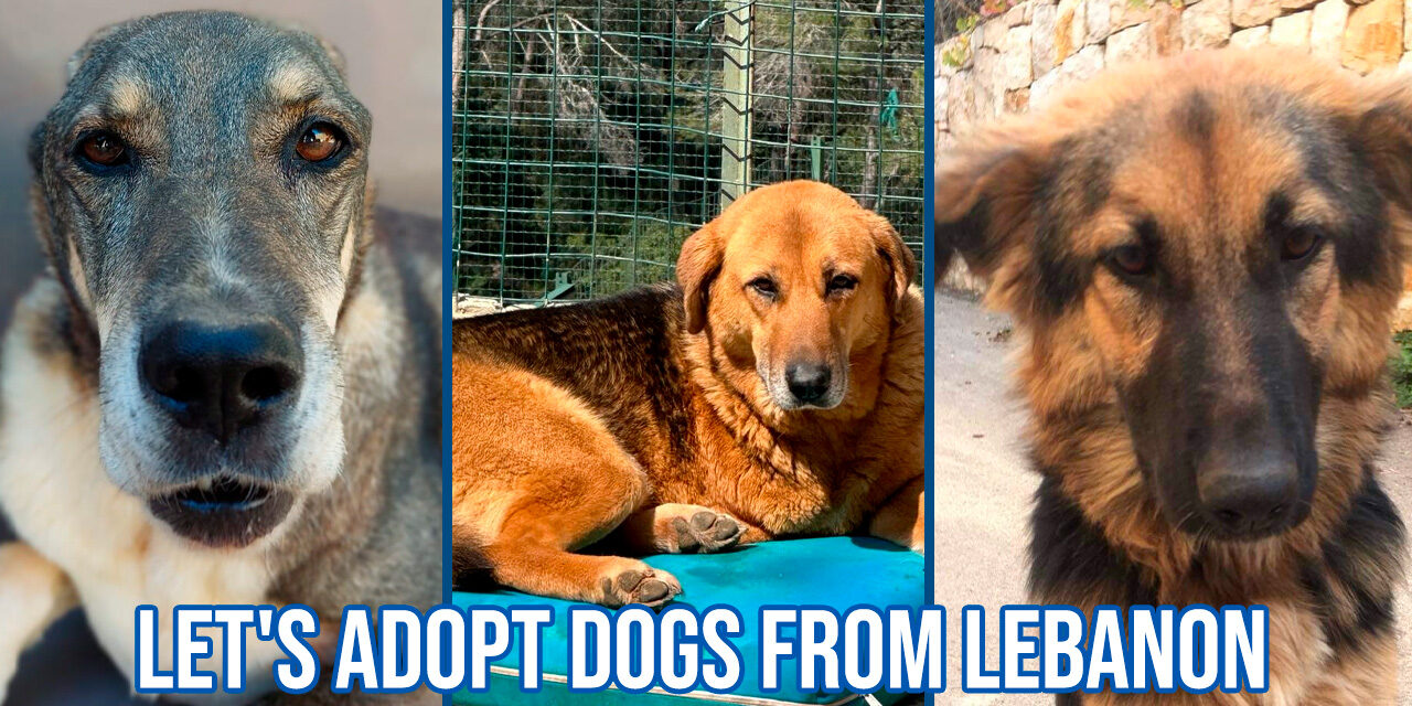 Stray dogs under bombs in Lebanon: let’s save their lives and give them a home