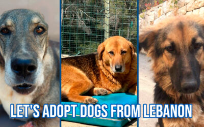 Stray dogs under bombs in Lebanon: let’s save their lives and give them a home