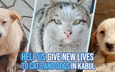 A big new shelter in Kabul, you can contribute to the most important veterinary clinic in Afghanistan