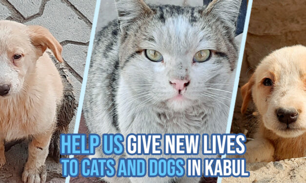 A big new shelter in Kabul, you can contribute to the most important veterinary clinic in Afghanistan
