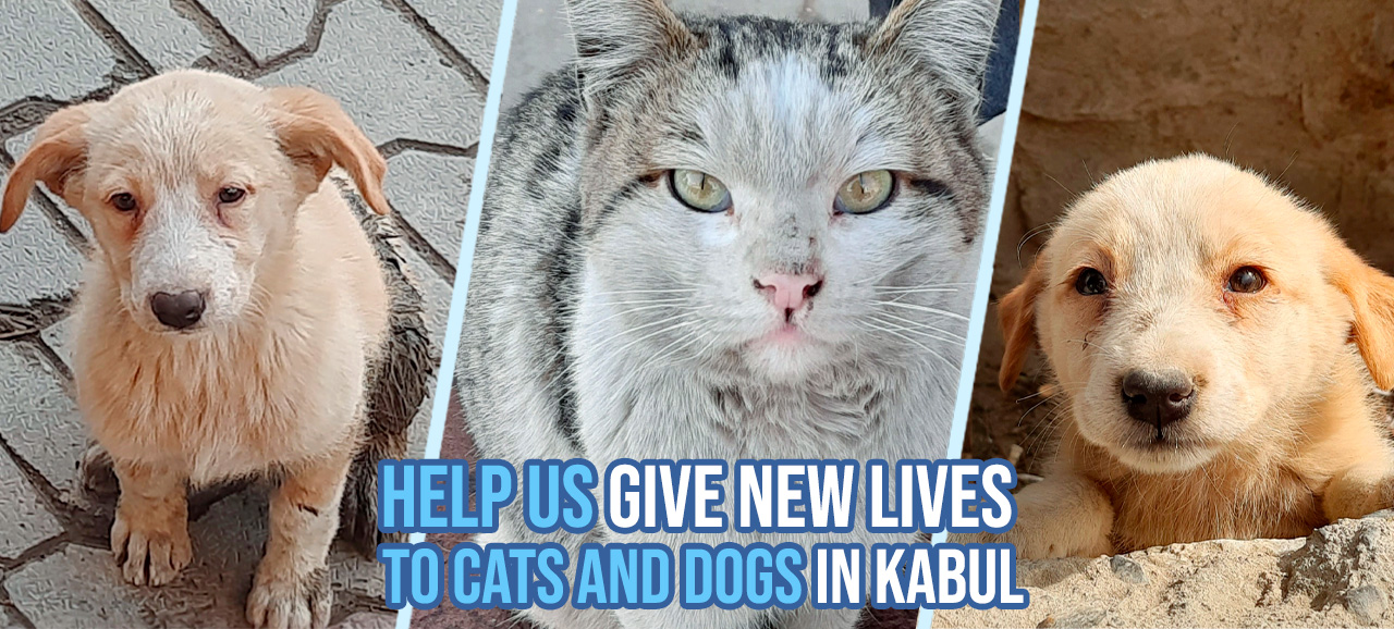 A big new shelter in Kabul, you can contribute to the most important veterinary clinic in Afghanistan