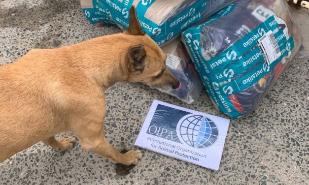 Emergency Ukraine, OIPA continues to buy and ship dog food