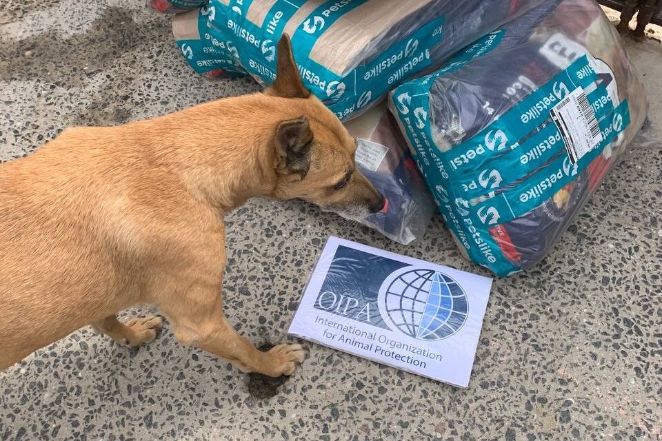 Emergency Ukraine, OIPA continues to buy and ship dog food