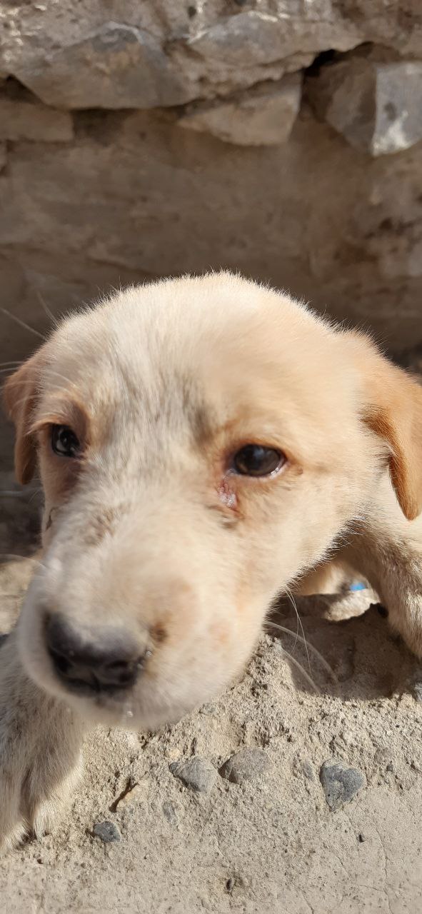 shelter Kabul