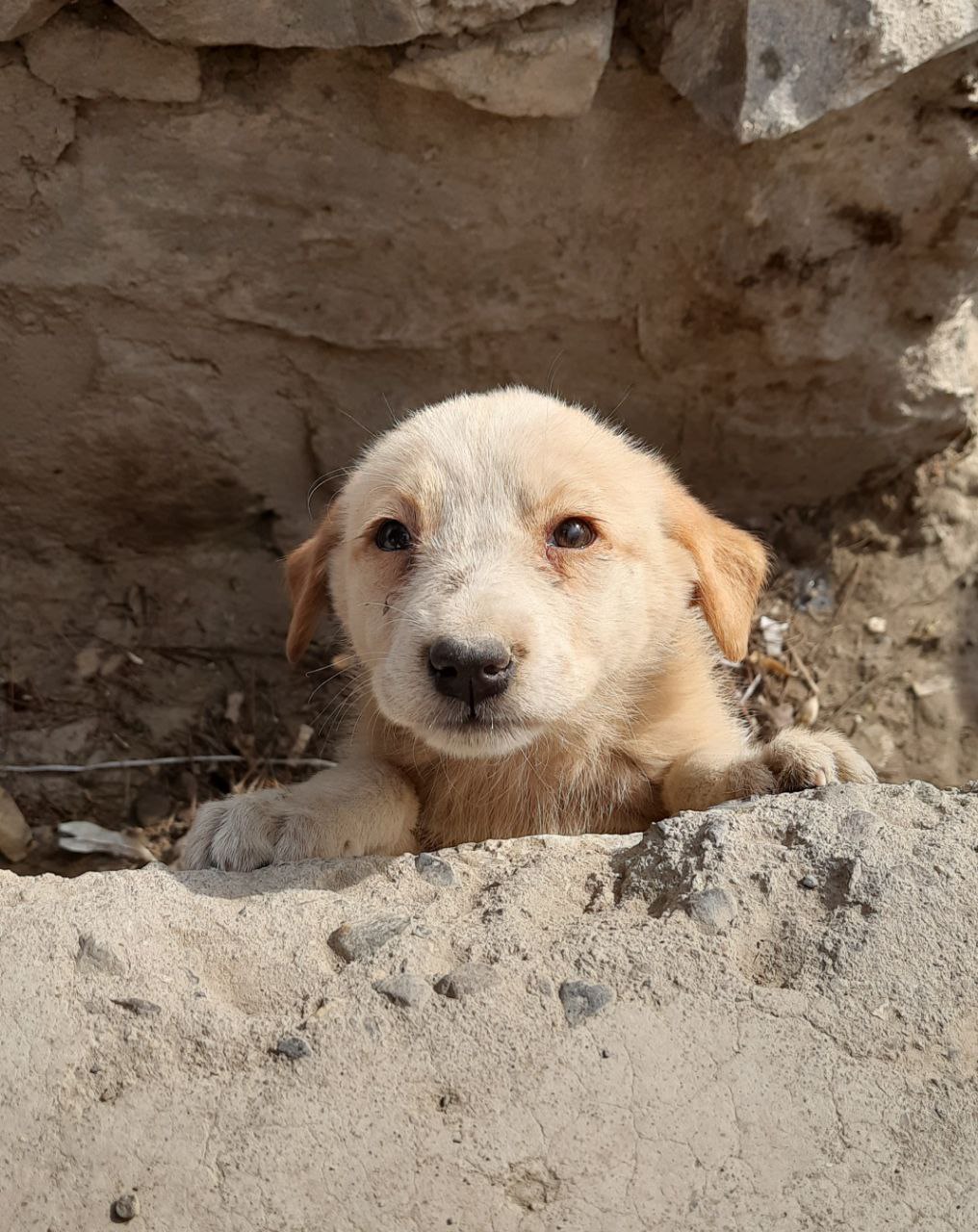 shelter Afghanistan