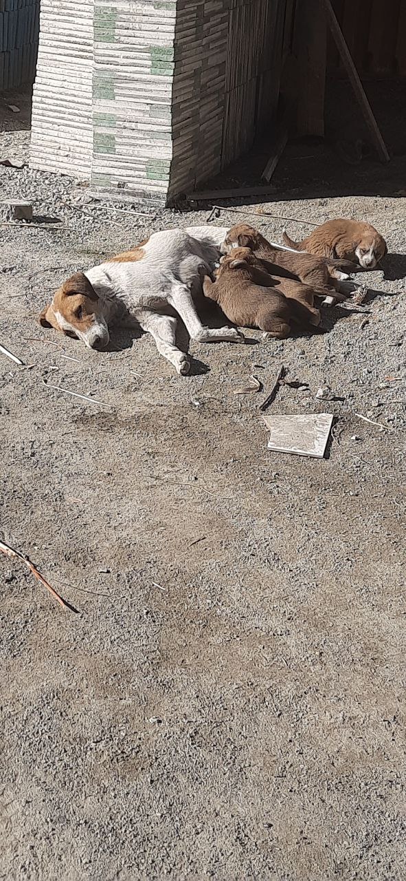 shelter Kabul
