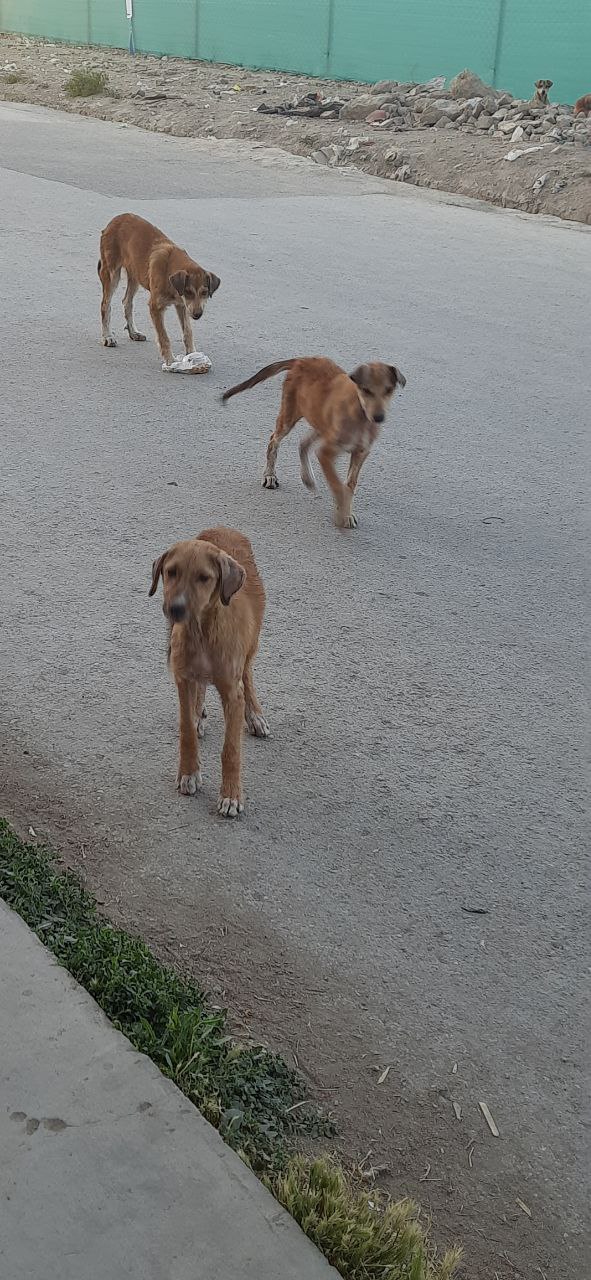 shelter Kabul