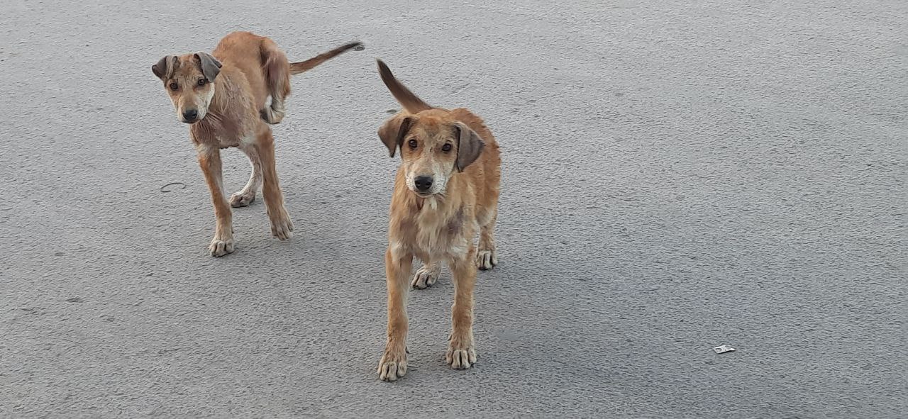 shelter Kabul