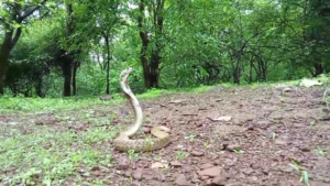 OIPA Maharashtra