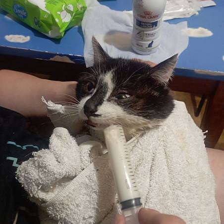 cat Ukraine