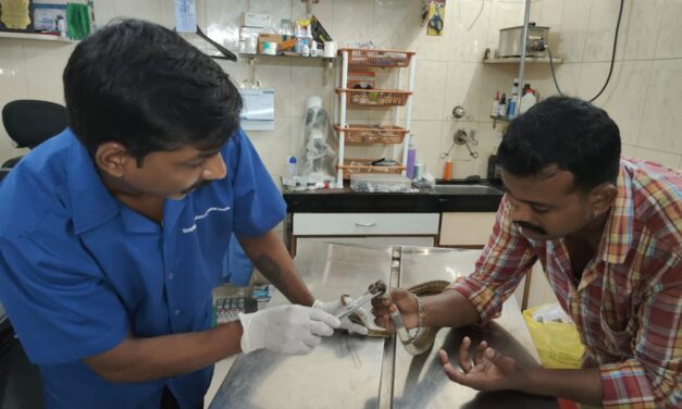 OIPA Maharashtra’s activities: the team rescued a trapped cobra from a likely demise