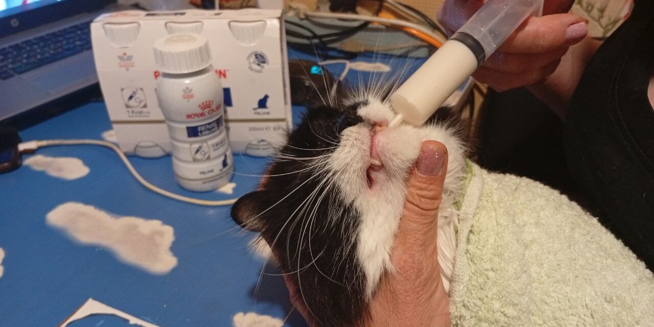 UKRAINE NEEDS OUR HELP: SICK CATS NEED SPECIAL FOOD