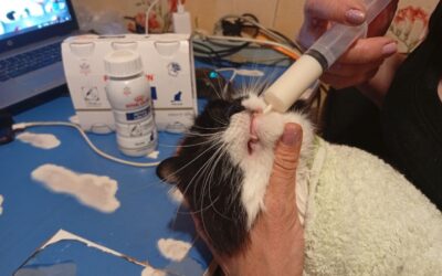 UKRAINE NEEDS OUR HELP: SICK CATS NEED SPECIAL FOOD