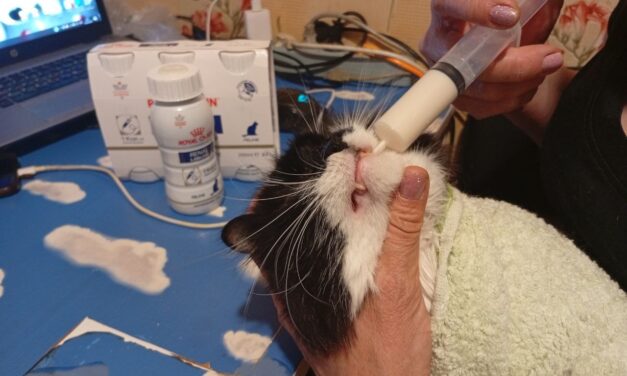 UKRAINE NEEDS OUR HELP: SICK CATS NEED SPECIAL FOOD