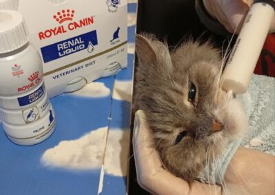 Ukraine cats