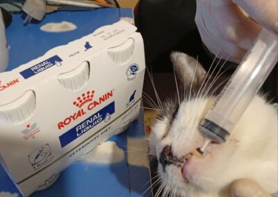 Ukraine cats
