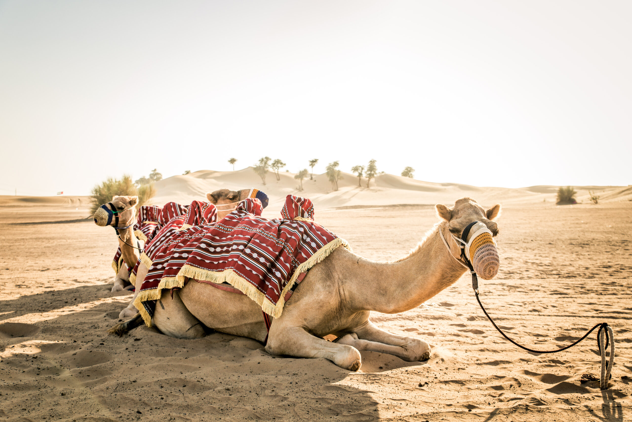tourism and animal exploitation