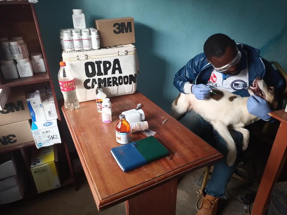 oipa cameroon