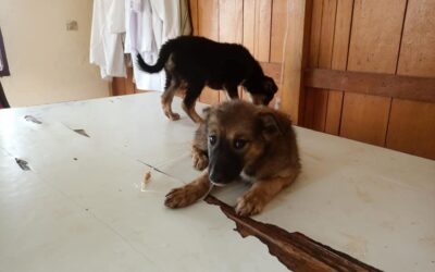 Support the sterilization project in Cameroon, OIPA is always there for stray animals