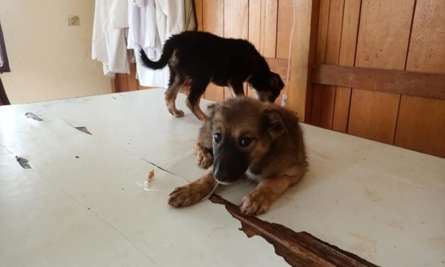 Support the sterilization project in Cameroon, OIPA is always there for stray animals