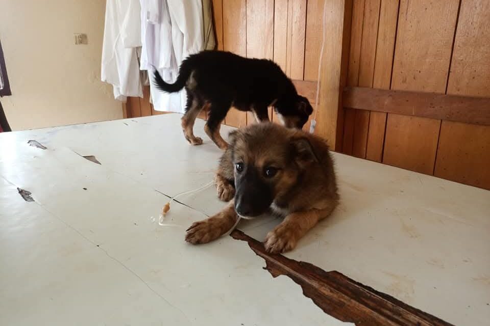 Support the sterilization project in Cameroon, OIPA is always there for stray animals