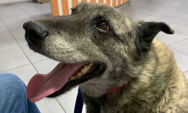 OIPA’s Mission to Ukraine: our help for a dog with heart disease