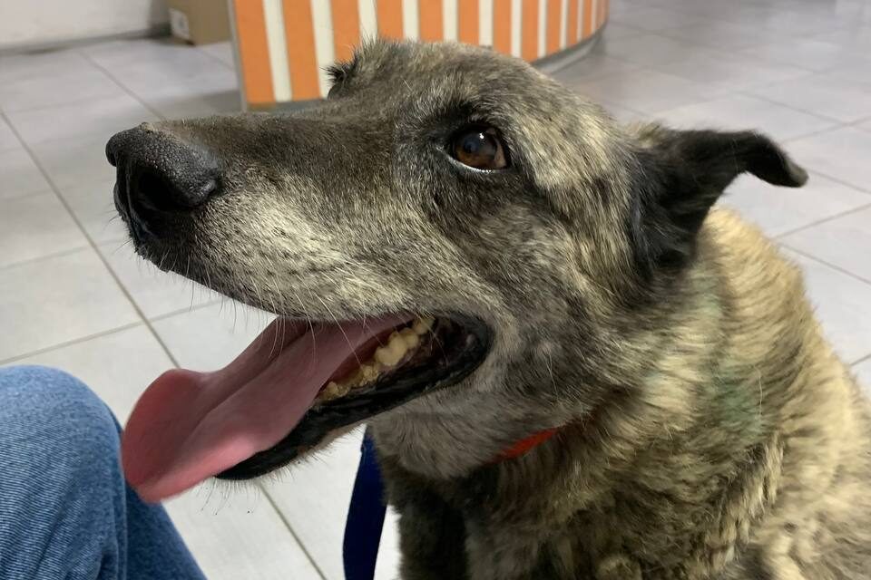 OIPA’s Mission to Ukraine: our help for a dog with heart disease